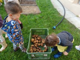 Jak jsme sklízeli brambory