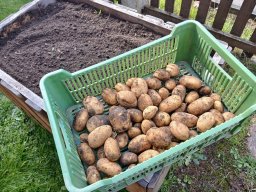 Jak jsme sklízeli brambory