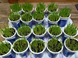 Jak jsme probudili Vílu Sněženku