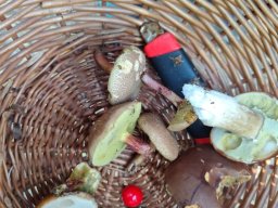 ZÁČÍ U LIŠTIČEK